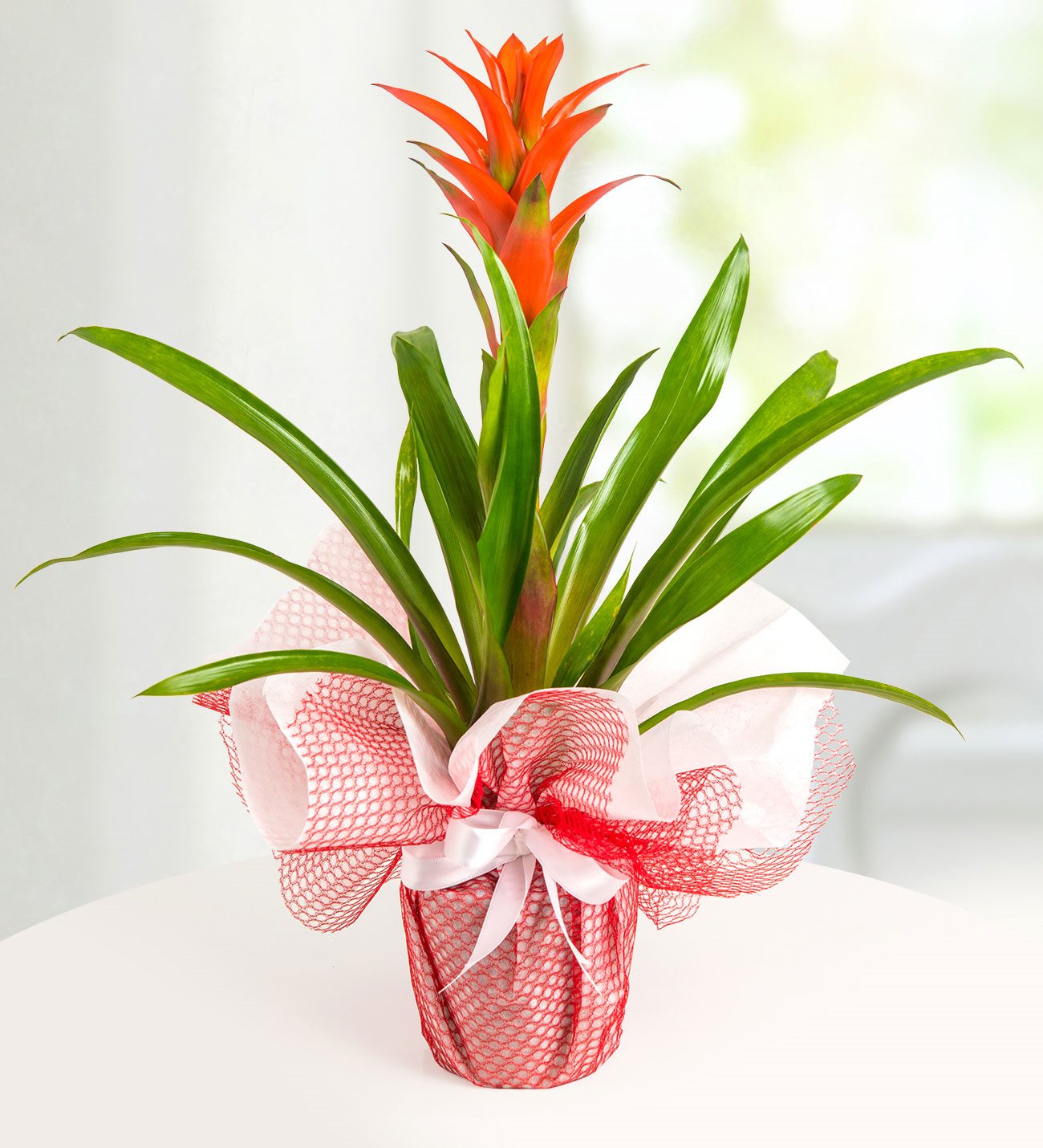 guzmania